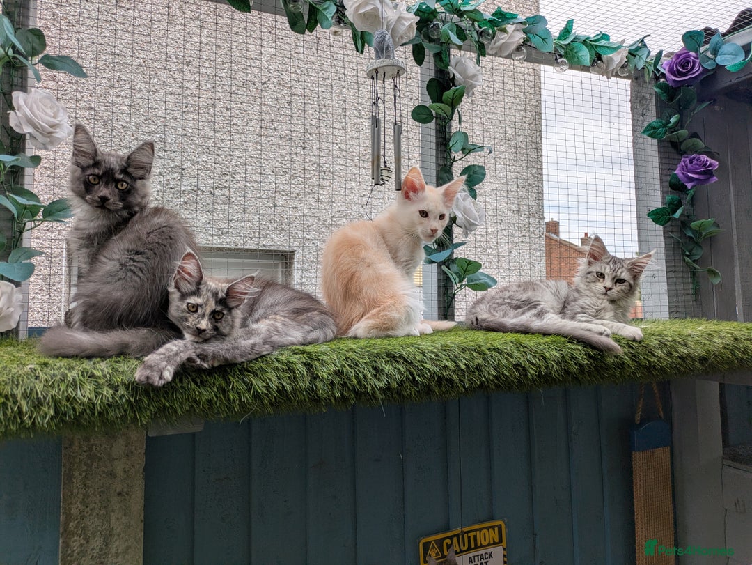 Maine Coon cats for sale: Maine coons 2 Boys and 1  girl left ready now - Image 1
