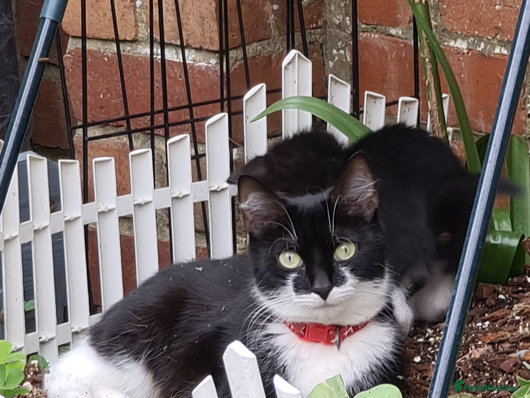 Mixed Breed cats for sale: Black kittens  - Image 4