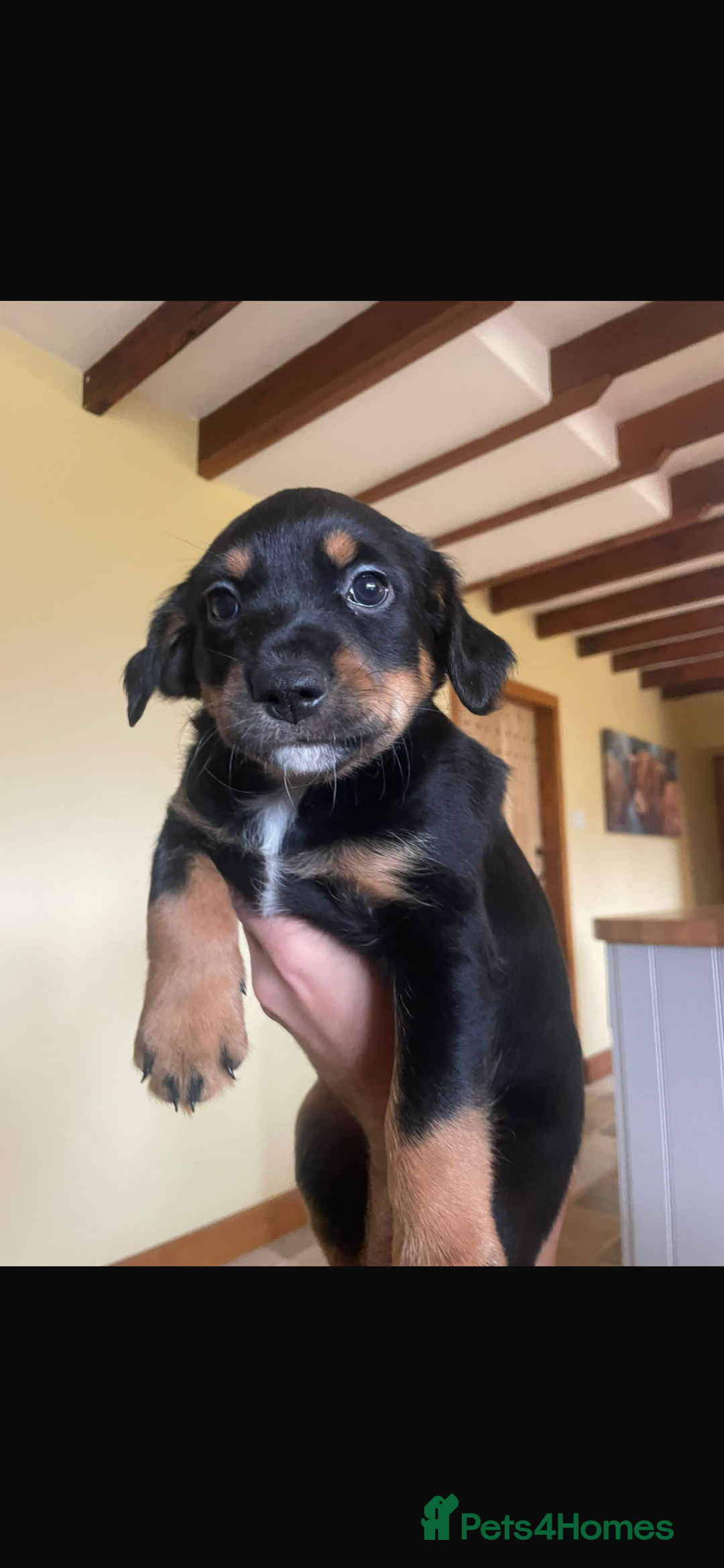 Mixed Breed dogs for sale: Happy and friendly  - Image 7