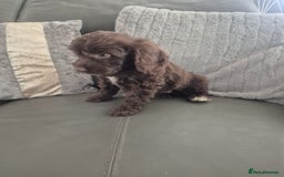 Cockapoo dogs for sale: F1 cockapoo - Ready Now - Image 39