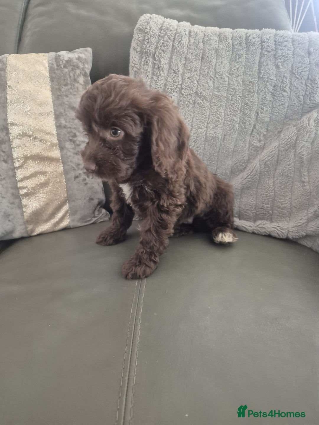 Cockapoo dogs for sale: F1 cockapoo - Ready Now - Image 39