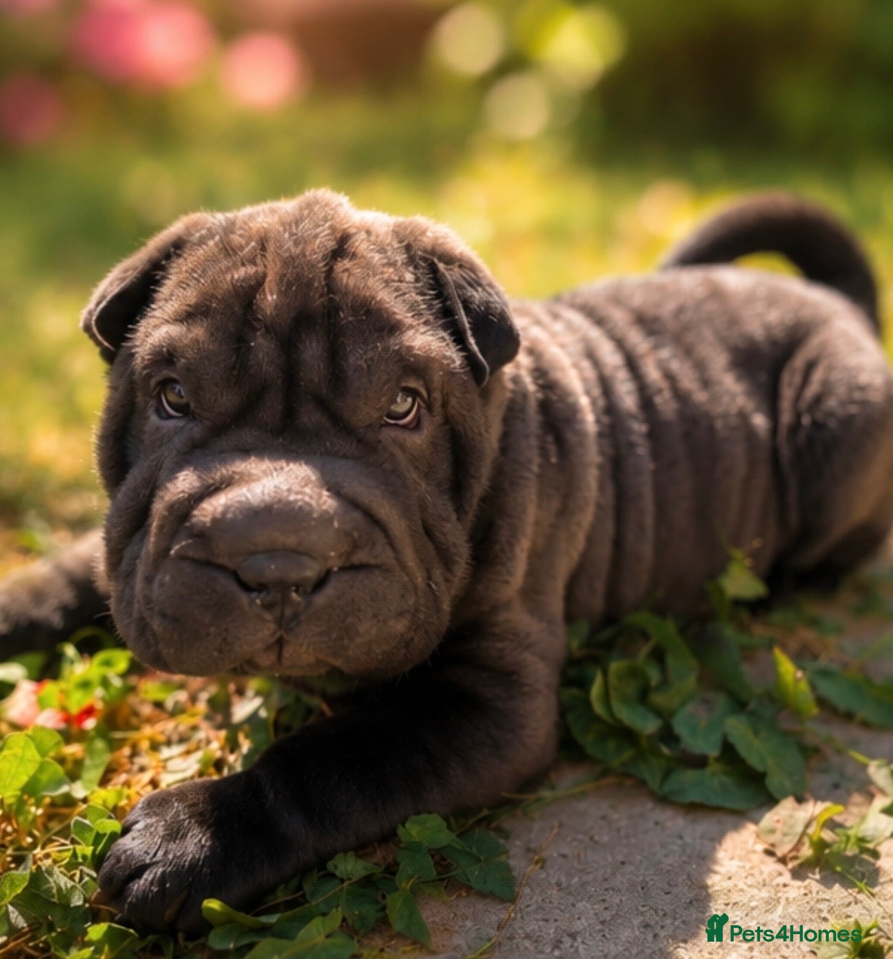 Shar Pei dogs Beautiful shar pei boy ready for his new home🐾 - Advert 8