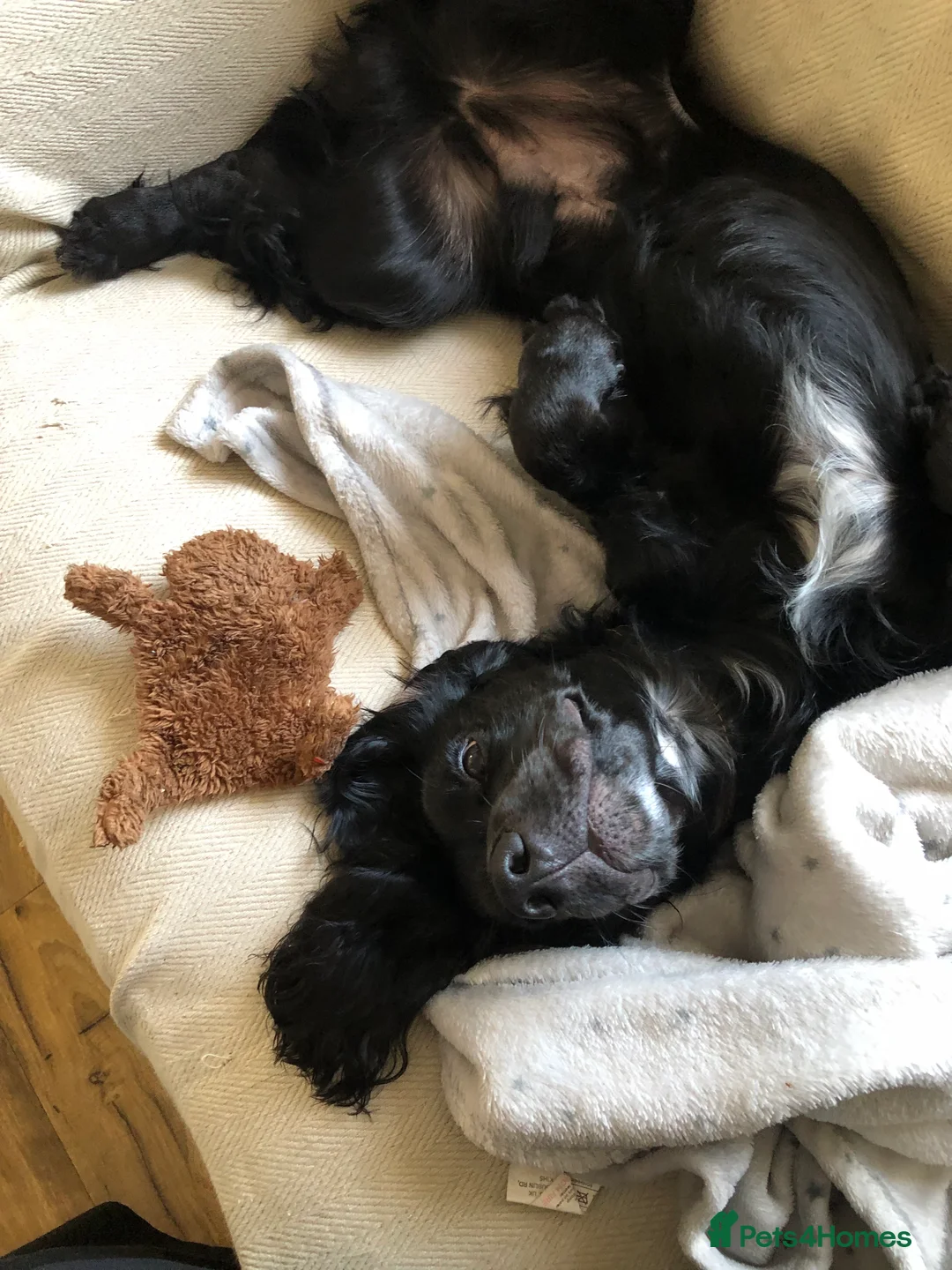 Sprocker dogs for sale: 1 Year old Sprocker Spaniel for adoption - Advert 2