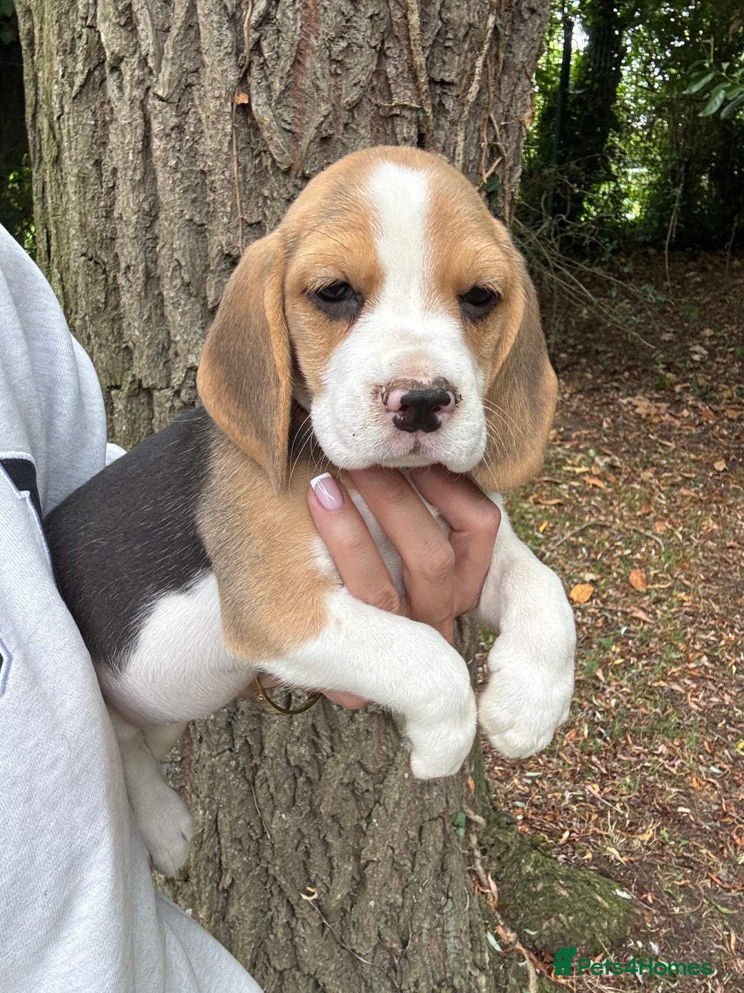 Beagle dogs for sale: BEAUTIFUL KC REG BEAGLES  - Image 17