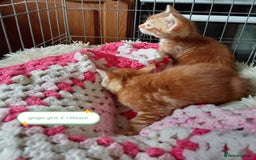 Mixed Breed cats for sale: Kittens gorgeous playful babys - Image 6