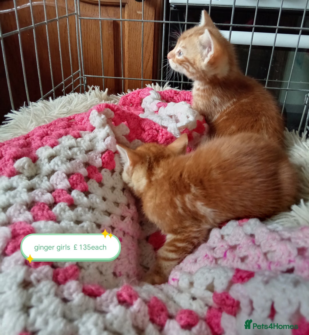 Mixed Breed cats for sale: Kittens gorgeous playful babys - Image 6