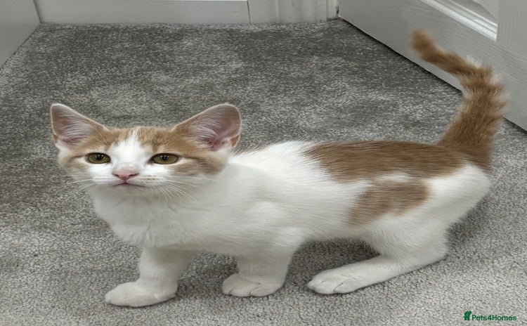 Mixed Breed cats - Advert 4