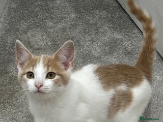 Mixed Breed cats - Advert 25