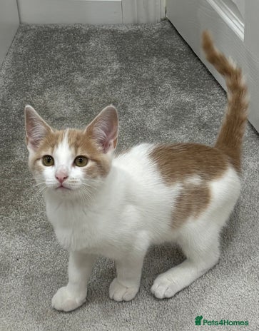 Mixed Breed cats - Advert 4