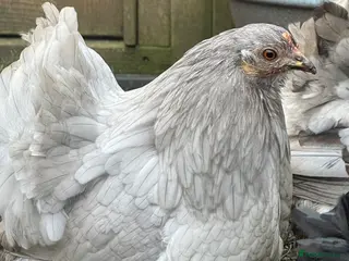 Chickens poultry Pekin bantam lavender - Advert 16