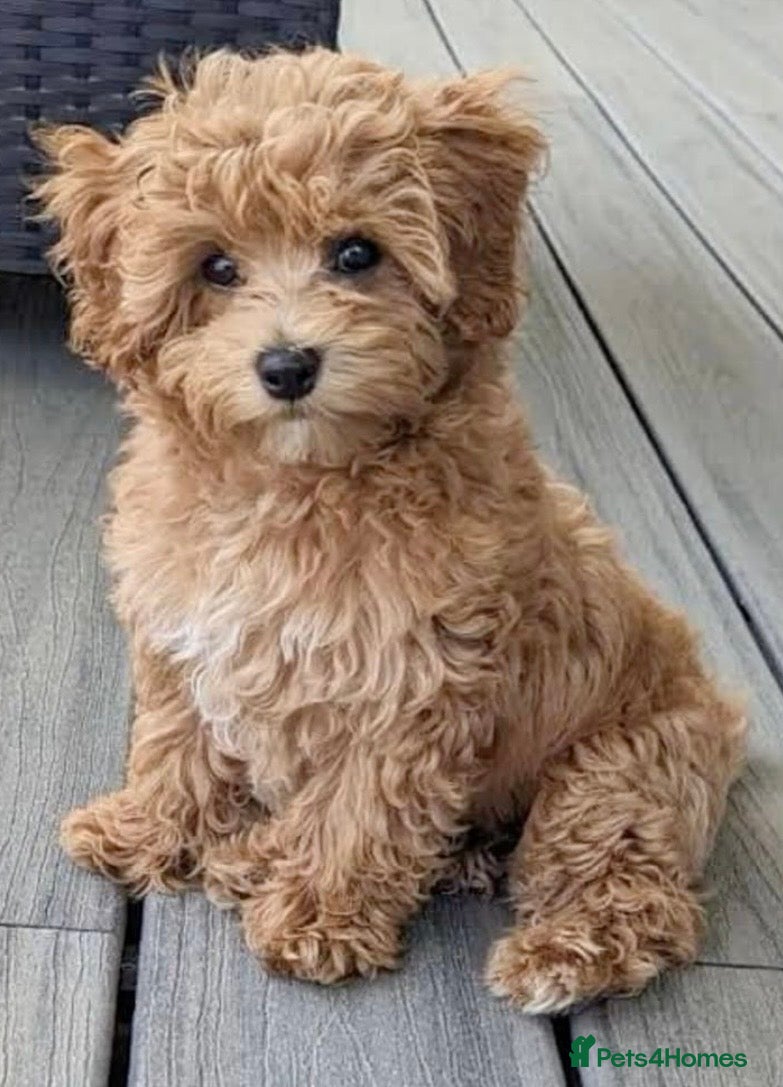 Pomapoo dogs *Waiting list Open * Summer 2026 Pomapoo  - Advert 2