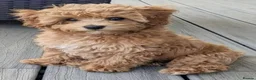 Pomapoo dogs for sale: *Waiting list Open * Summer 2026 Pomapoo  in Lichfield - Advert 1