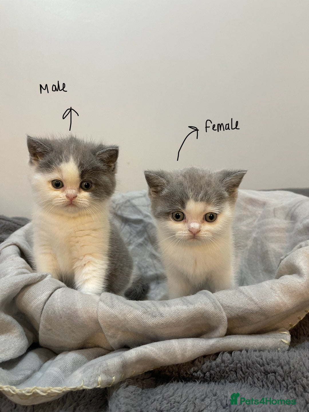 British Shorthair cats for sale: Beautiful British shorthair kittens 🐈  - Advert 14