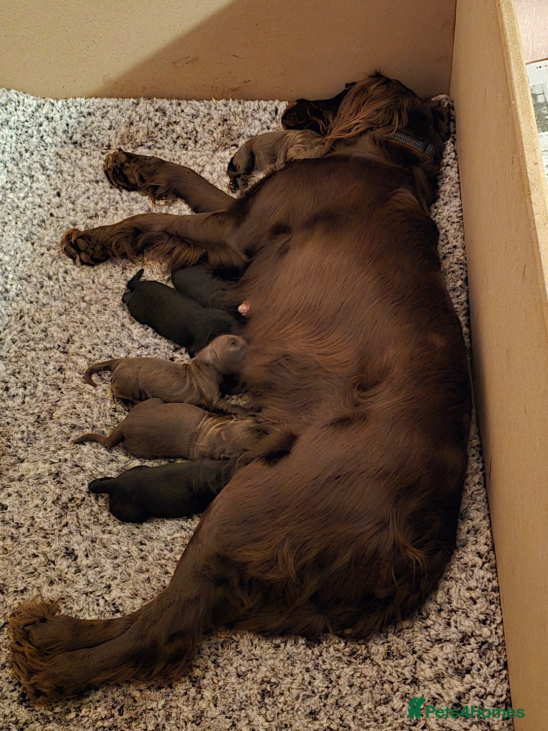 Cocker Spaniel dogs for sale: Working Cocker Spaniels - Image 3