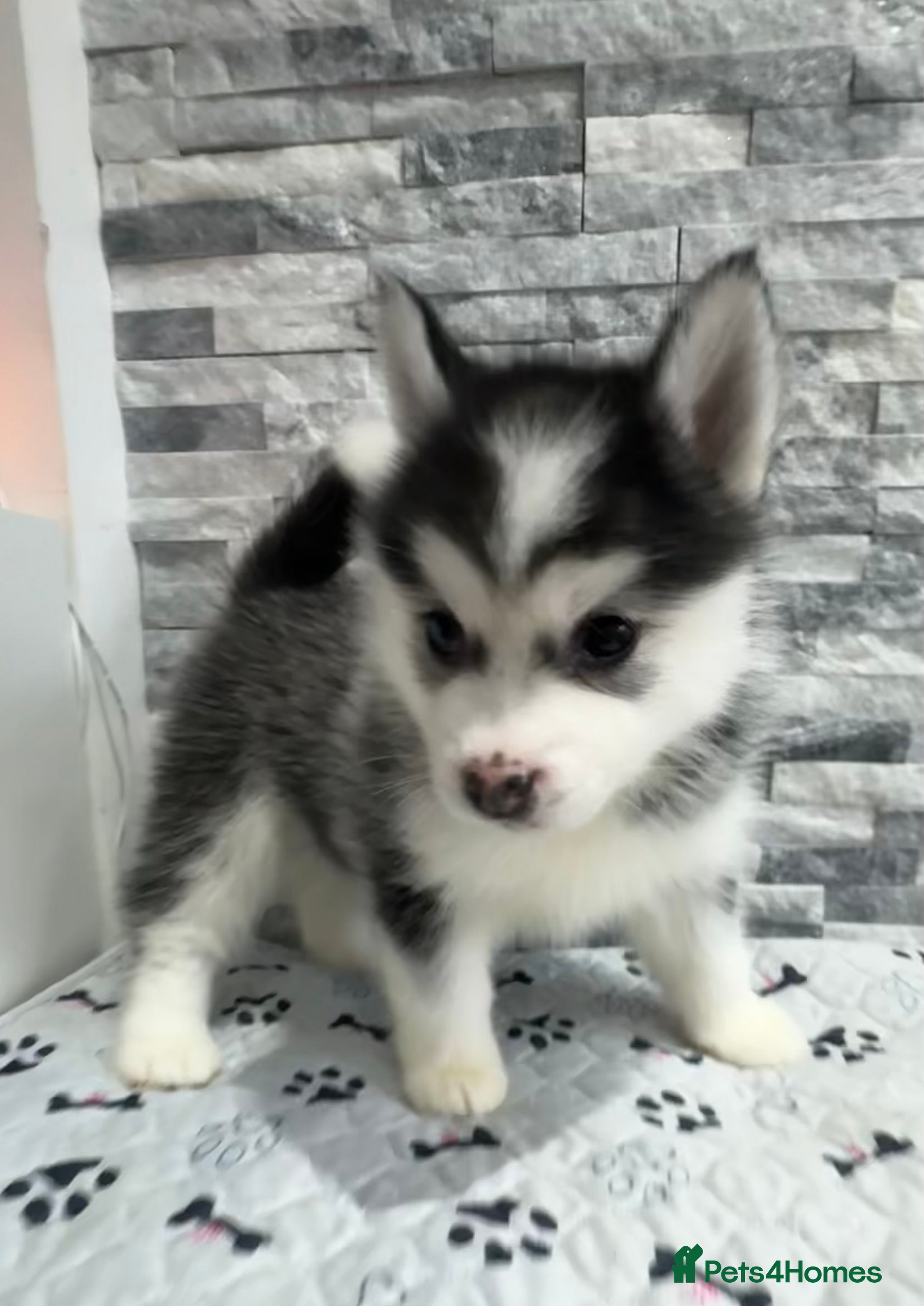 Pomsky dogs F2 Pomsky Puppies – Luna’s Pride Litter  - Advert 16