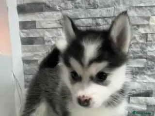 Pomsky dogs F2 Pomsky Puppies – Luna’s Pride Litter - Advert 5