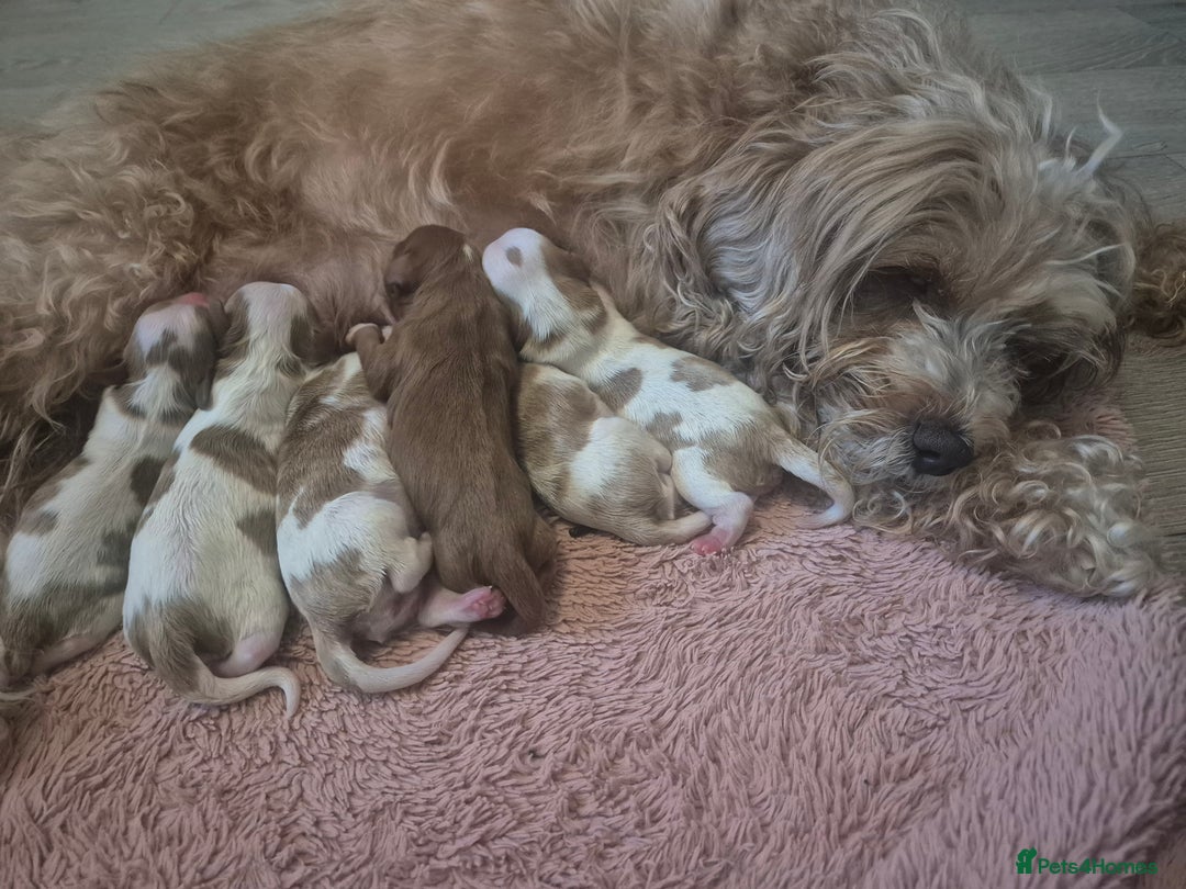 Cavapoo dogs for sale: Too cute to handle cavapoo puppies - Image 17