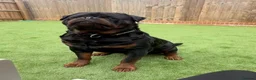 Rottweiler dogs for sale: Huge KC registered/health tested rotties due  in Aylesford - Advert 2
