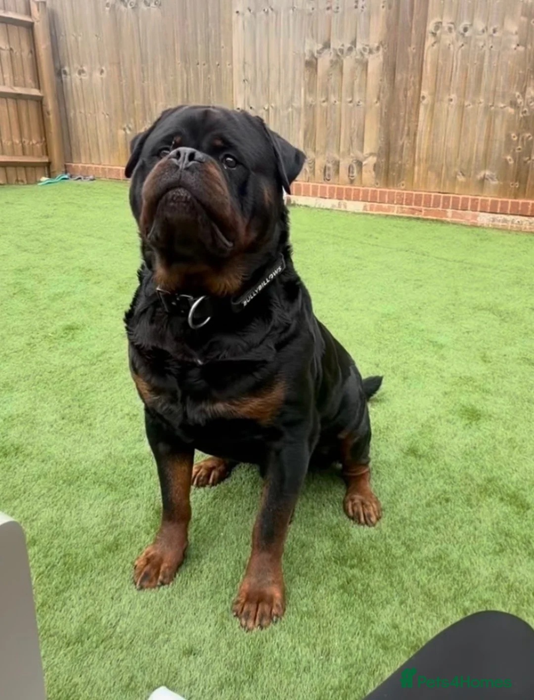 Rottweiler dogs for sale: Huge KC registered/health tested rotties due  in Aylesford - Advert 2