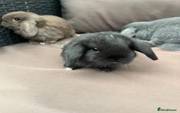 Mini Lion Lop rabbits for sale: Mini lop rabbits  - Image 3