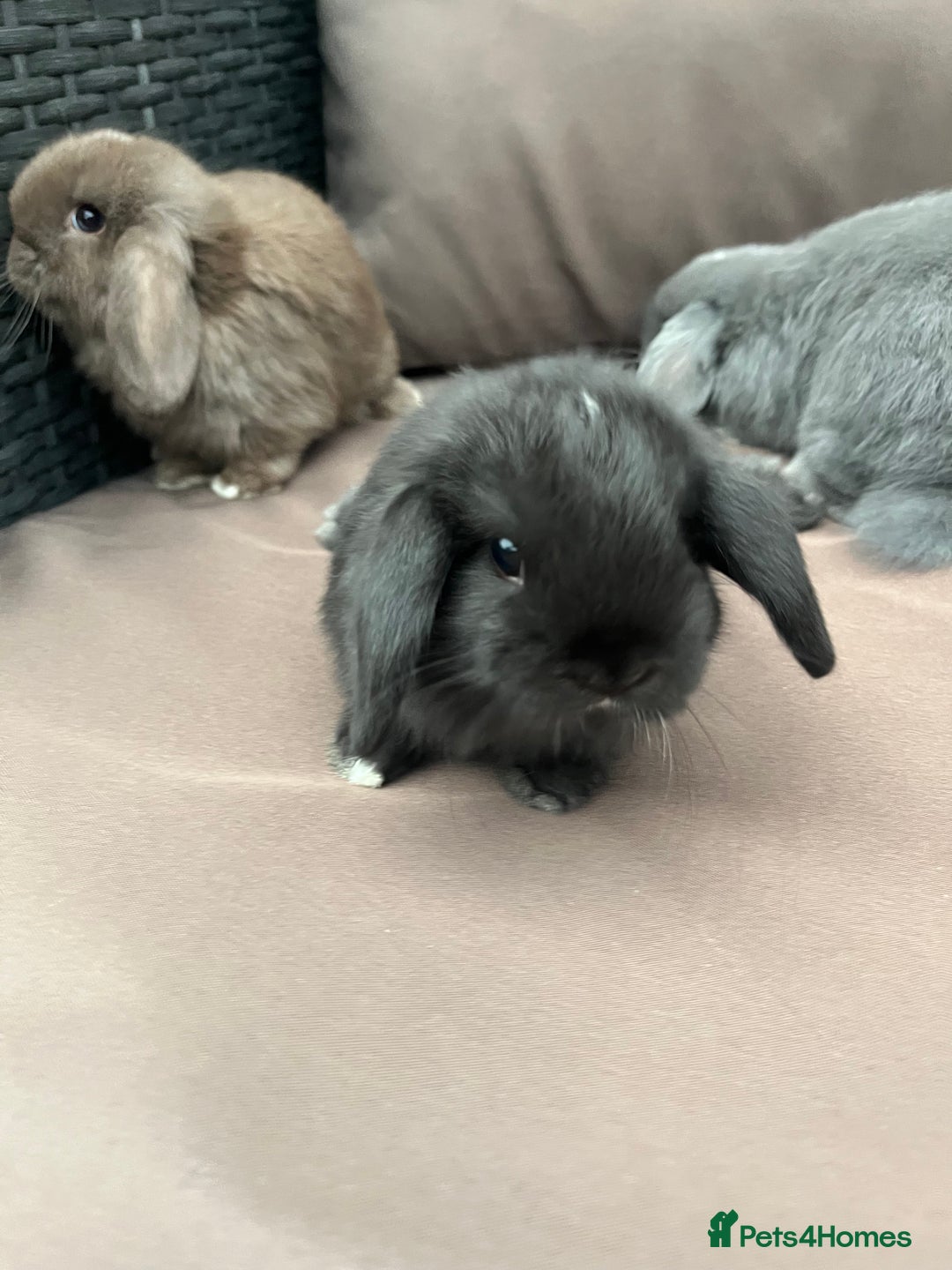 Mini Lion Lop rabbits for sale: Mini lop rabbits  - Image 3