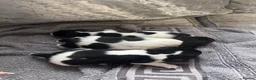 Jack Russell dogs for sale: Traditional shot legged jack rusells - Advert 1