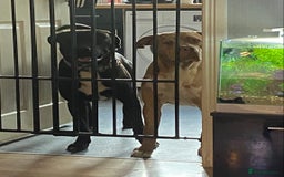 Mixed Breed dogs for sale: Cane corso x  - Image 4
