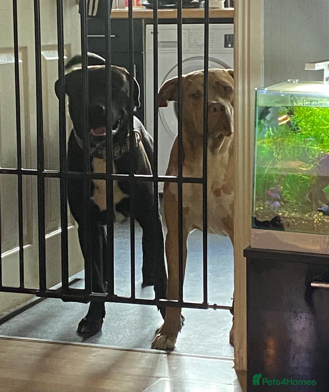 Mixed Breed dogs for sale: Cane corso x  - Image 4