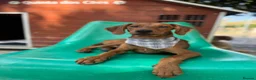 Mixed Breed dogs for adoption: Super Scout in Fleet - Advert 6