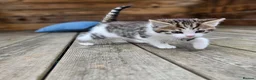 Mixed Breed cats for sale: 4 European Kittens  - Advert 3
