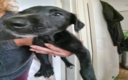 Lurcher dogs for sale: Greyhoundxwhippet cross whippetxgreyhound  - Image 2