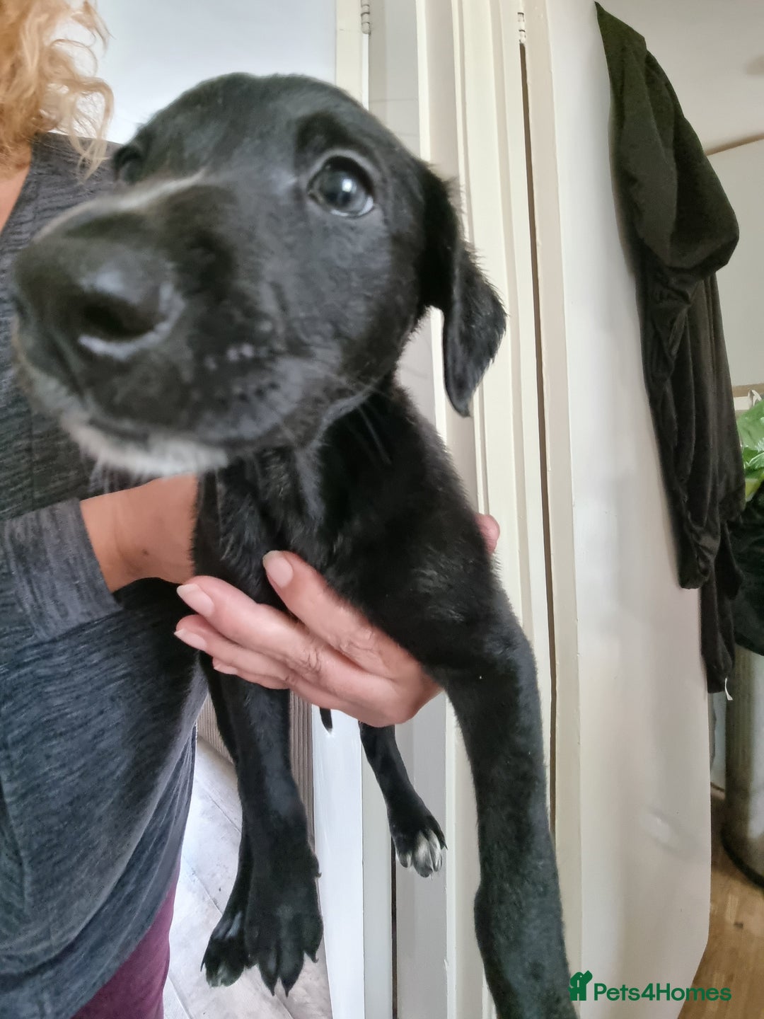 Lurcher dogs for sale: Greyhoundxwhippet cross whippetxgreyhound  - Image 2
