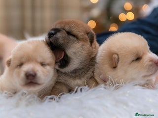 Japanese Shiba Inu dogs “Shiba Inu Puppies – Champion Pedigree, DNA Clear - Advert 1