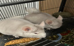 Chinchilla rodents for sale: 2 Male Brothers To Stay Together 8 Months Old - Advert 4