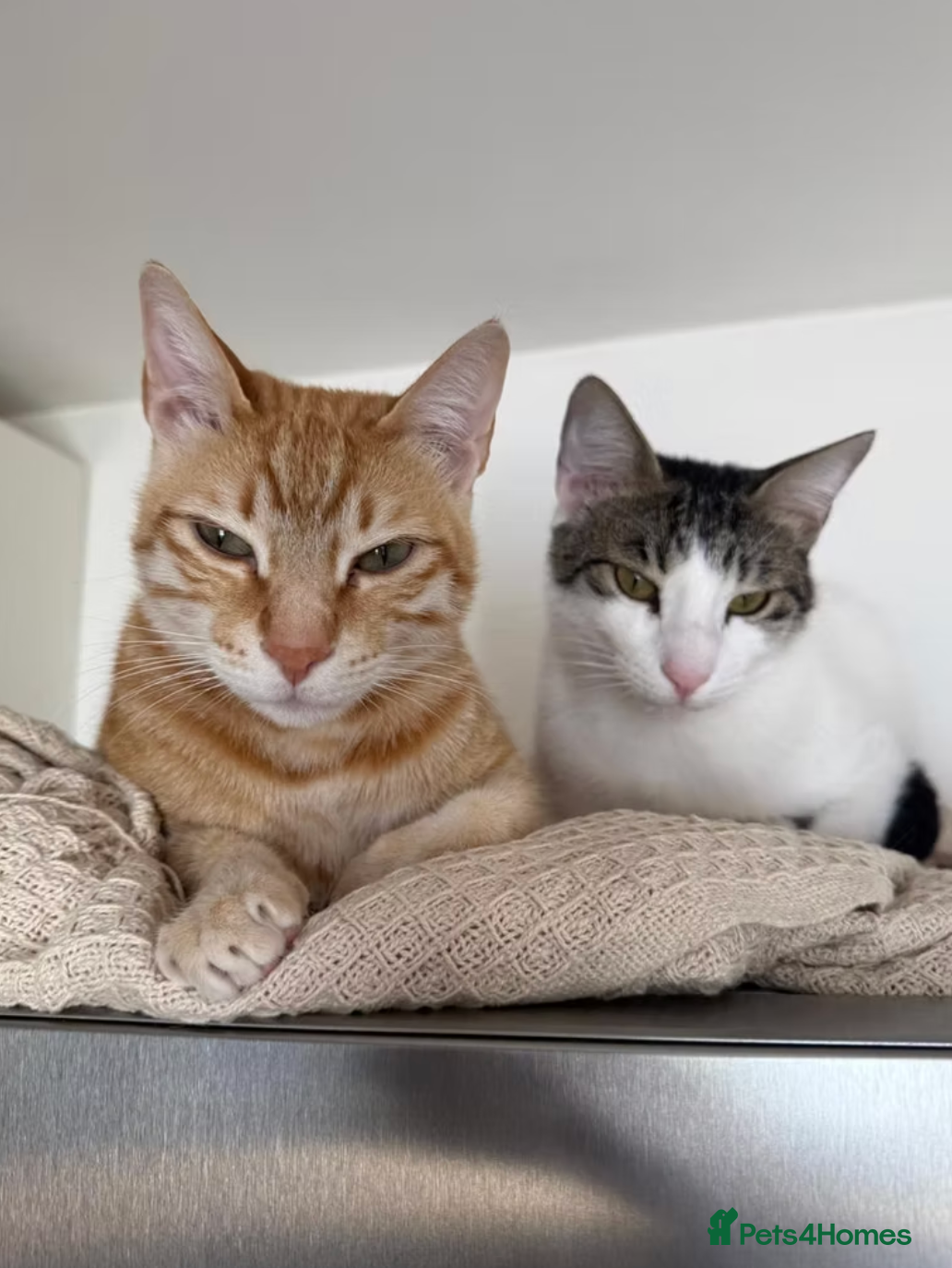 Arabian Mau cats Bonded Male Rescue Cats for Indoor-only Adoption - Advert 1