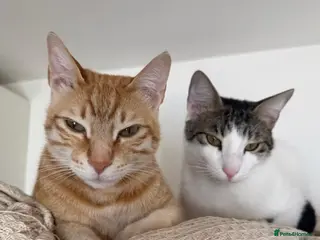 Arabian Mau cats Bonded Male Rescue Cats for Indoor-only Adoption - Advert 2
