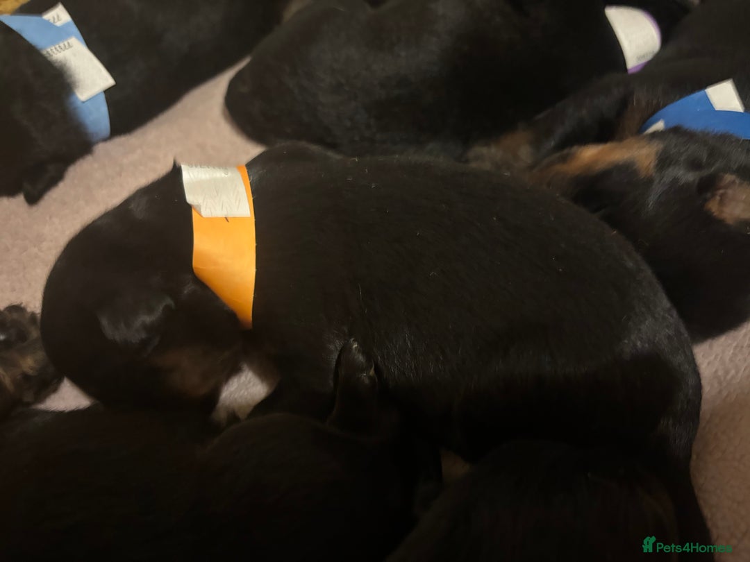 Rottweiler dogs for sale: *** Pedigree Rottweiler puppies*** - Advert 10