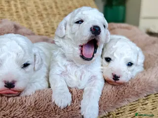 Bichon Frise dogs Sweet Bichon Frise puppies- Champion Bloodline - Advert 16