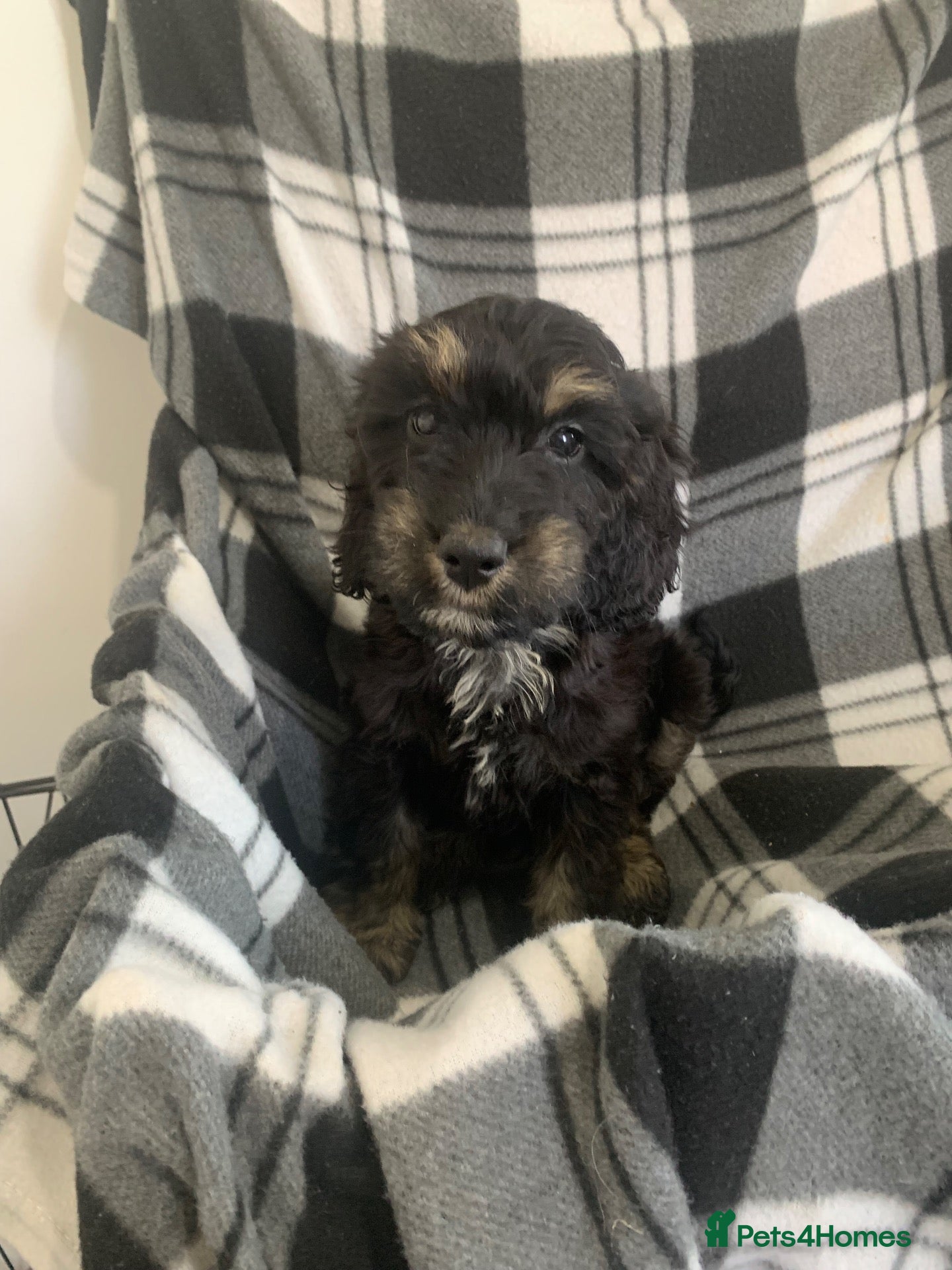 Cockapoo dogs Beautiful F1 cockerpoo READY NOW, 3 LEFT  - Advert 10