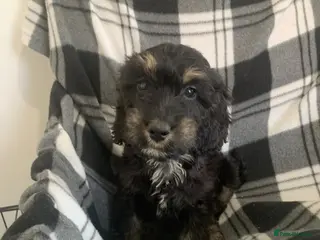 Cockapoo dogs Beautiful F1 cockerpoo READY NOW, 3 LEFT - Advert 10