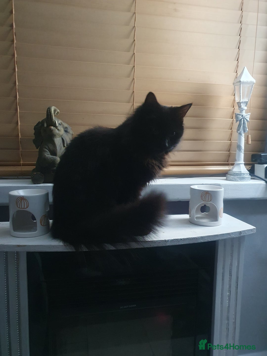 Mixed Breed cats for sale: Beautiful black cat 1 year old read description 🙏 - Advert 11