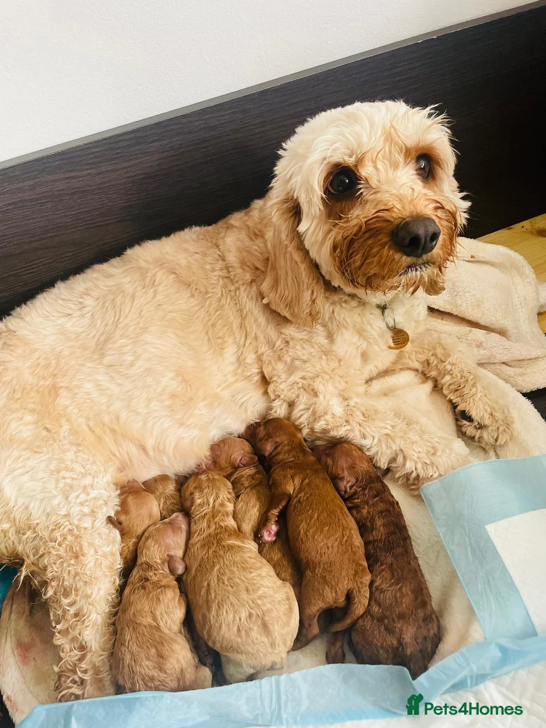 Miniature Poodle dogs for stud: RUPERT MINIATURE POODLE in Southampton - Advert 26