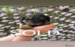 Cavapoo dogs for sale: REDUCED! 1 gorgeous little boy left and ready! in Grays - Image 9