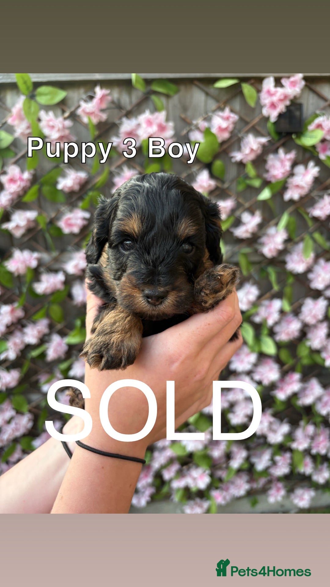 Cavapoo dogs for sale: REDUCED! 1 gorgeous little boy left and ready! in Grays - Image 9