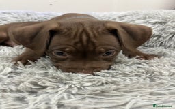 American Bull Staffy dogs for sale: Staffy Bull Puppies - Advert 34