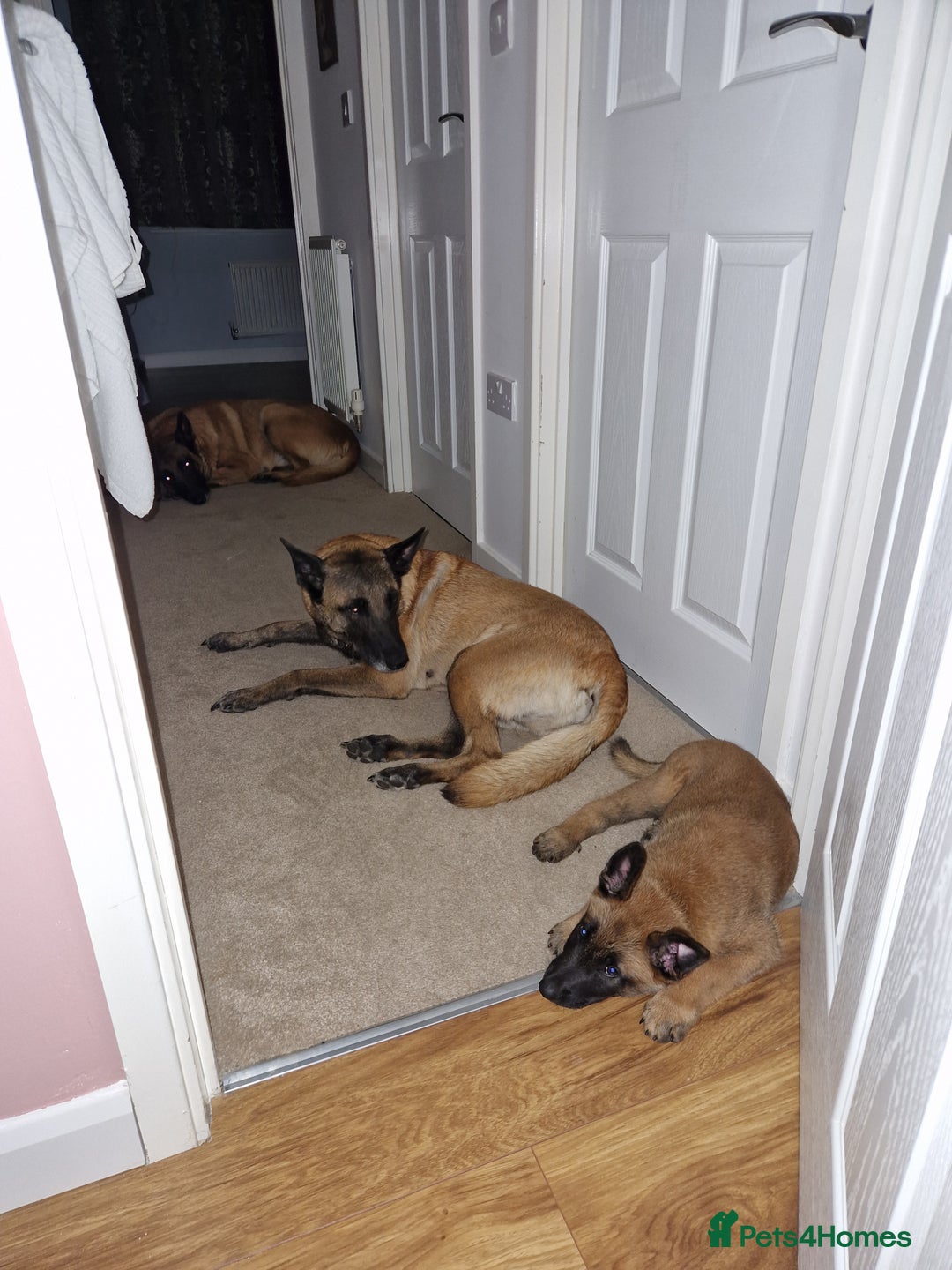 Belgian Shepherd Dog dogs for sale: Malinois Puppy for Sale - Pure, Healthy, KC Regist - Image 19
