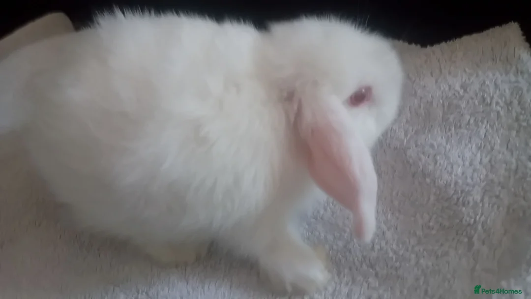 Mini Lop rabbits for sale: Mini lop rabbits  - Advert 3
