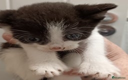 Mixed Breed cats for sale: 5 kittens  - Image 5