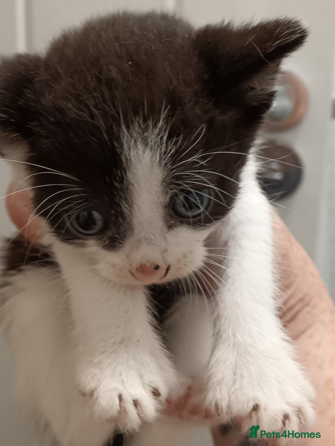 Mixed Breed cats for sale: 5 kittens  - Image 5