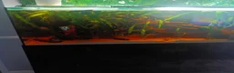 Other/Mixed Breed fish for sale: Very large fish tank with all equipment  - Advert 9